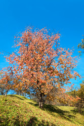 Similar image 1535062