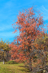 Similar image 1535063