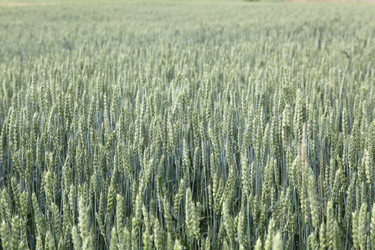 Similar image 1535474