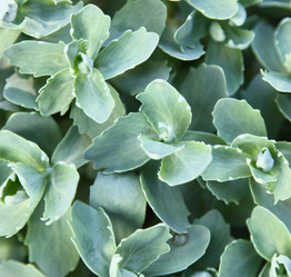 Similar image 1535481