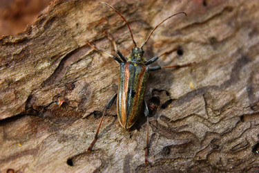 Similar image 1535629