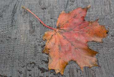 Similar image 1535720