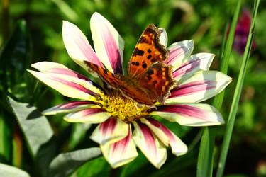 Similar image 1535726