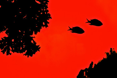 Similar image 1536049