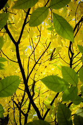 Similar image 1536058