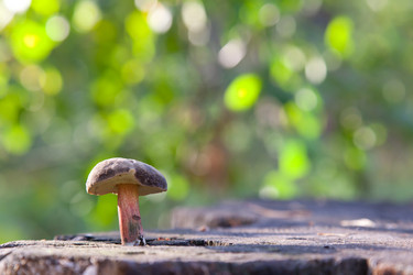 Similar image 1536274