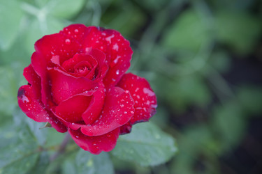 Similar image 1536320