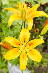 Similar image 1536327