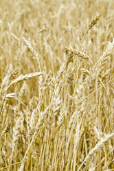 Similar image 1536332