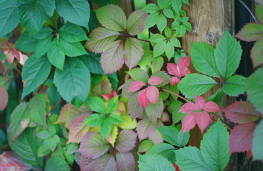 Similar image 1537037