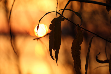 Similar image 1537986