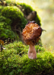 Similar image 1538065