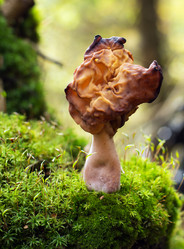 Similar image 1538066