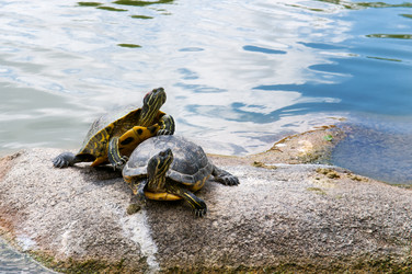 Similar image 1538090