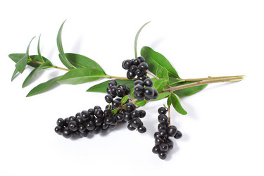 Similar image 1538111