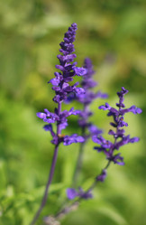 Similar image 1538137