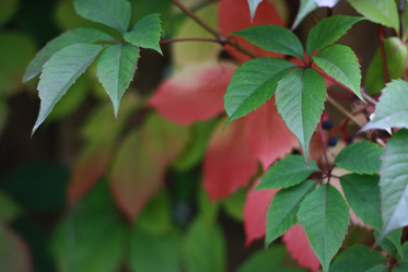 Similar image 1538160