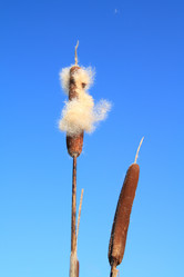 Similar image 1538241