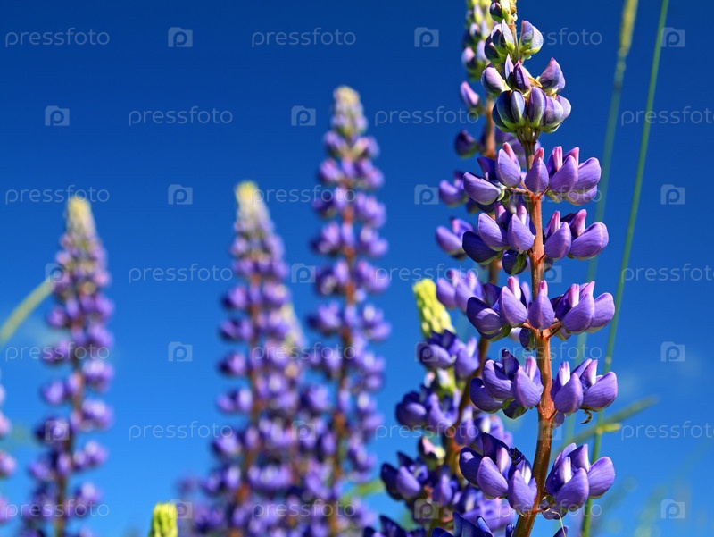 Фотография на тему Синий люпин на летнем поле | PressFoto