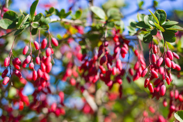 Similar image 1538563