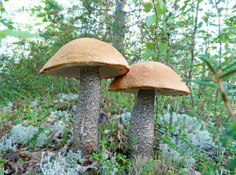 Similar image 1538675