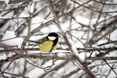 Similar image 1539045