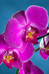 Similar image 1539229