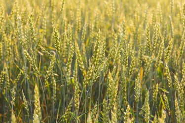 Similar image 1539235