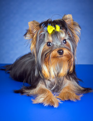 Similar image 1539241