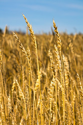 Similar image 1539247