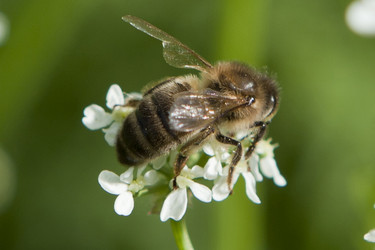 Similar image 1539294