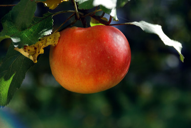 Similar image 1540254