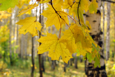 Similar image 1540332