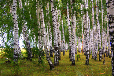 Similar image 1540333