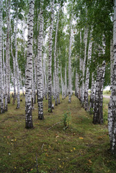 Similar image 1540334