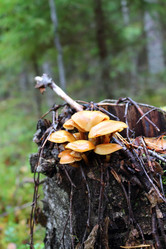 Similar image 1541010