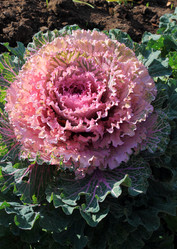 Similar image 1541011