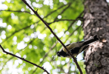 Similar image 1541058