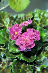 Similar image 1541146