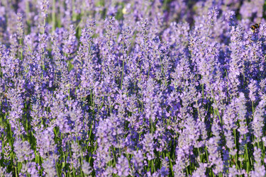 Similar image 1541288