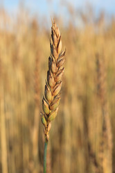 Similar image 1541499