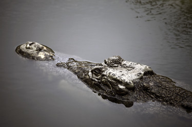 Similar image 1542342