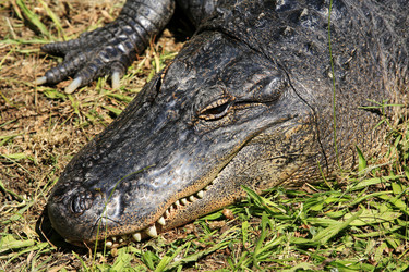 Similar image 1542391