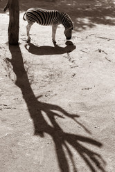 Similar image 1542424