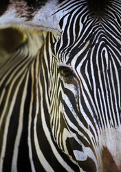 Similar image 1542430