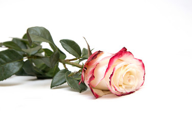 Similar image 1542599