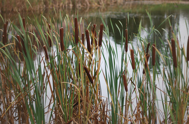 Similar image 1542820