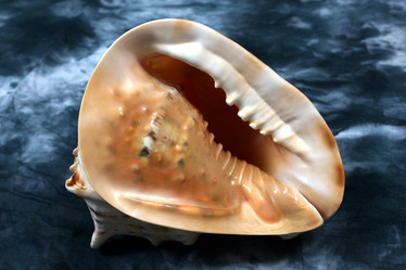 Similar image 1543788