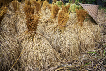 Similar image 1543994