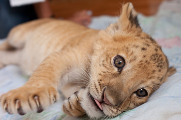 Similar image 1544124